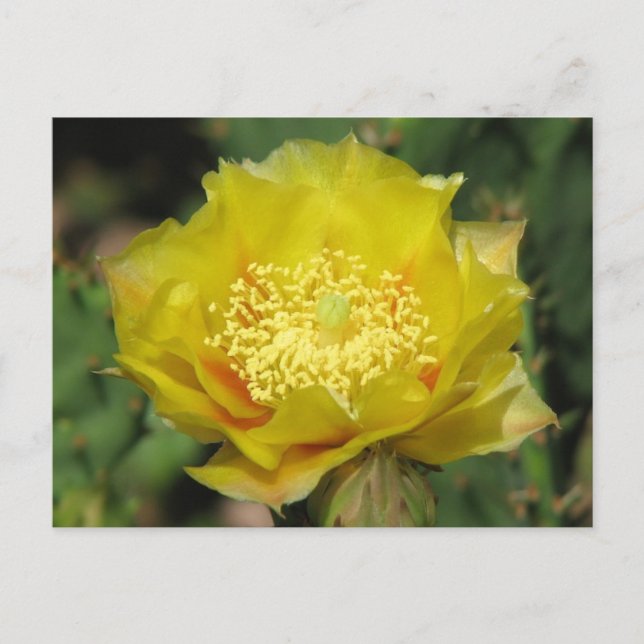 Prickly Pear Cactus Blooms Postcard (Front)
