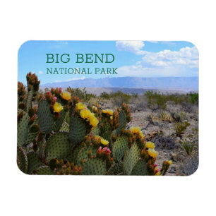 Prickly Pear Cactus, Blossoms, Big Bend Magnet