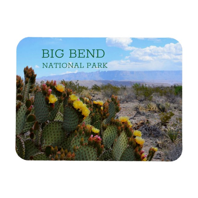 Prickly Pear Cactus, Blossoms, Big Bend Magnet (Horizontal)