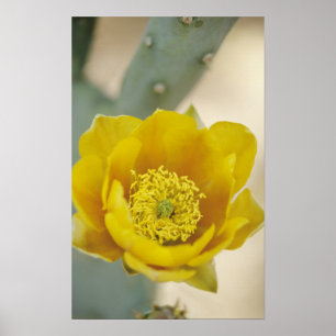 Prickly pear cactus in bloom, Arizona-Sonora Poster