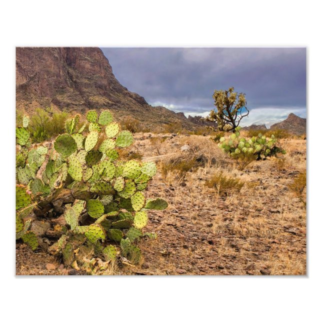 Prickly Pear Cactus In Desert Mountains Arizona Photo Print (Front)