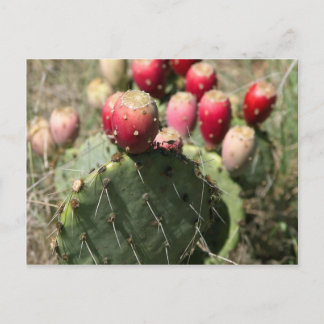 Prickly Pear Cactus In Texas Postcard