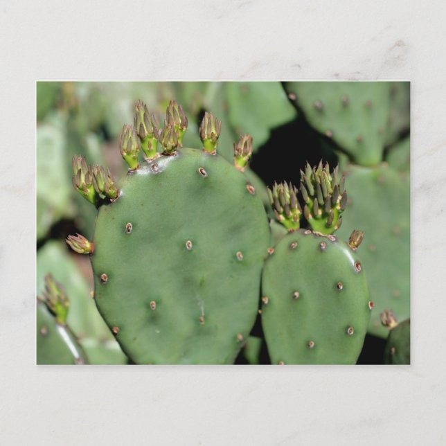 Prickly Pear Cactus Nature Postcard (Front)