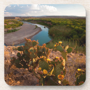 Prickly Pear Cactus (Opuntia Sp.) Coaster