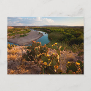 Prickly Pear Cactus (Opuntia Sp.) Postcard