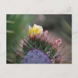 Prickly Pear Cactus Postcard
