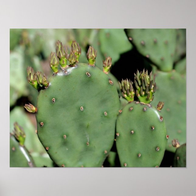 Prickly Pear Cactus  Poster (Front)