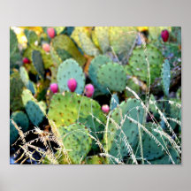 Prickly Pear Trail