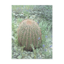 Prickly Pink Petals Cactus Arizona Photo Postcard