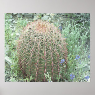 Prickly Pink Petals Cactus Desert Photo Poster