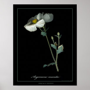 Prickly Poppy Botanical Art Print