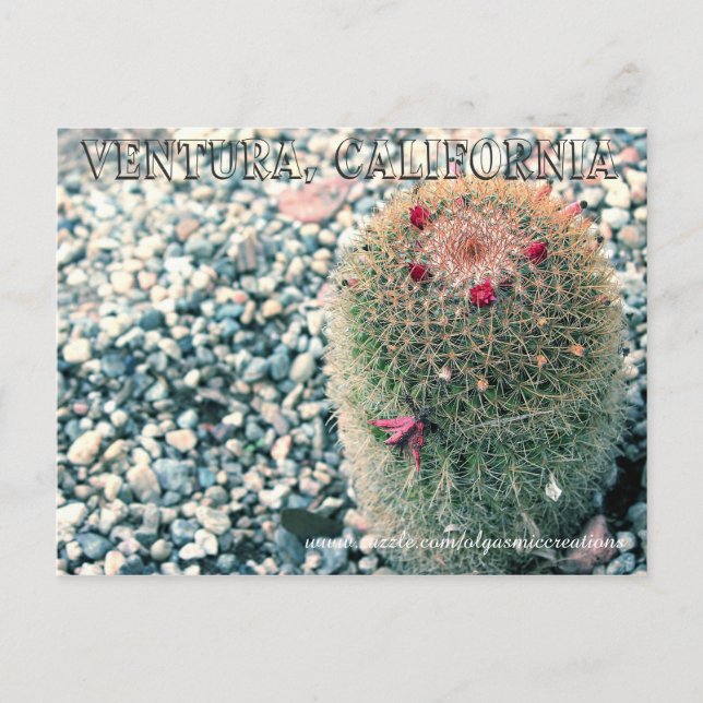 Prickly Ventura Postcard (Front)