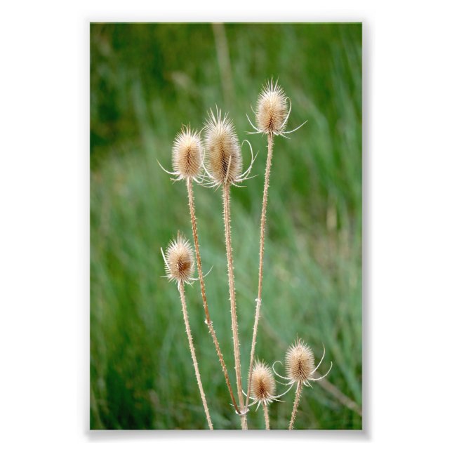 Prickly wild dried thistle colour photo (Front)