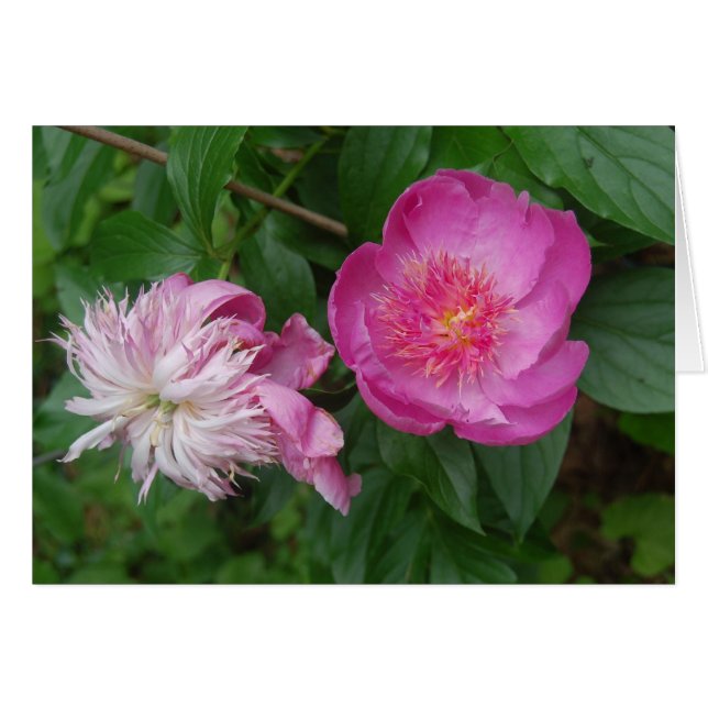 Pride and Prejudice (Front Horizontal)