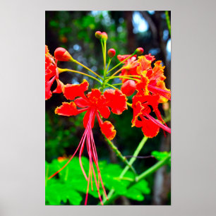 Pride of Barbados Stretched Canvas Print