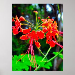 Pride of Barbados Stretched Canvas Print