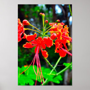 Pride of Barbados Stretched Canvas Print