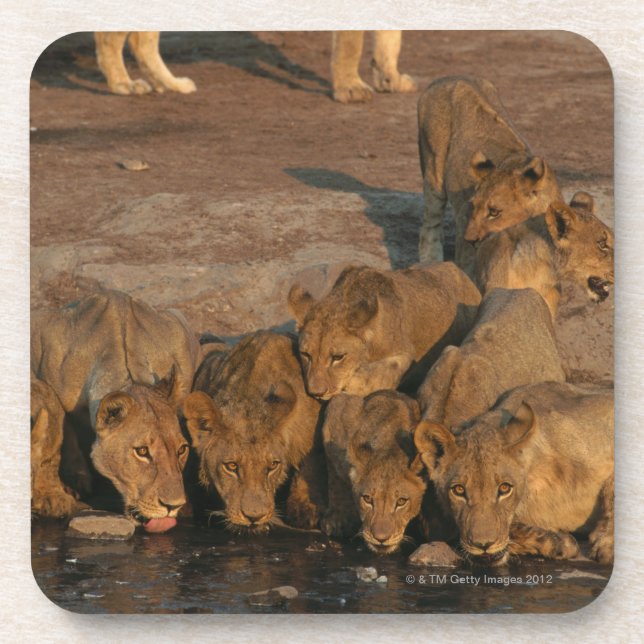 Pride of Lions Drinking Coaster (Front)
