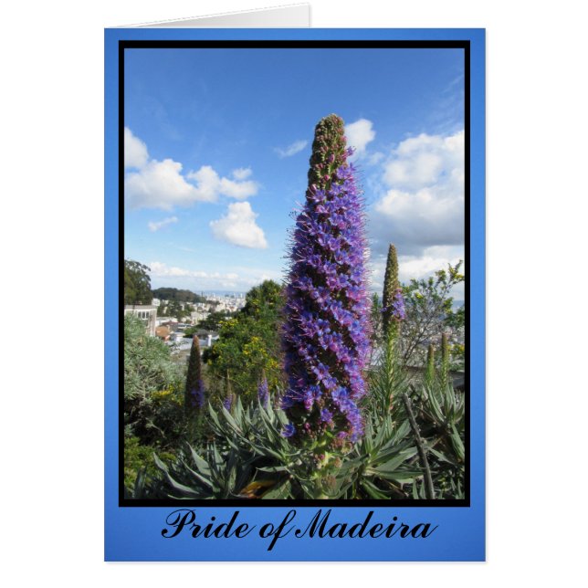 Pride Of Madeira Flower (Front)