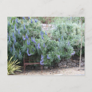 Pride of Madeira postcard