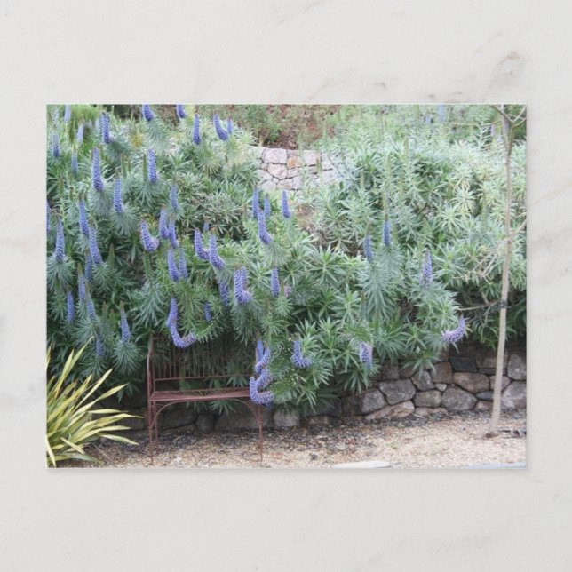 Pride of Madeira postcard (Front)