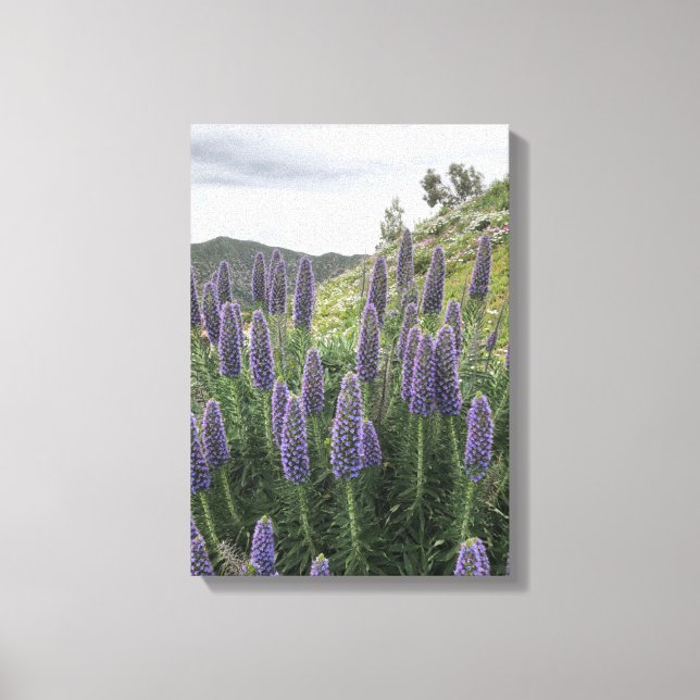 Pride Of Madeira (Ranquitte, Haiti) Canvas Print (Front)