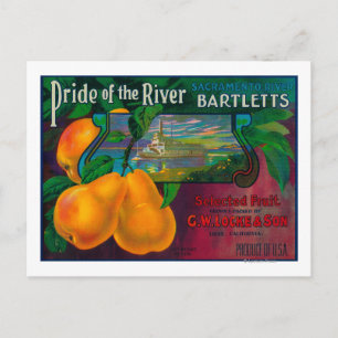 Pride of the River Pear Crate LabelLocke, CA Postcard