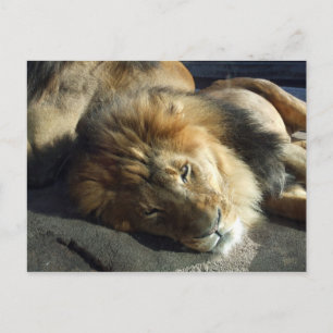 Pride Postcard