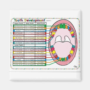 Primary/Adult Tooth Eruption Timetable Magnet
