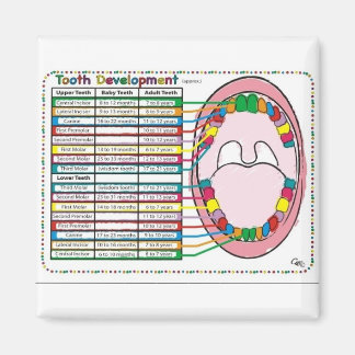 Primary/Adult Tooth Eruption Timetable Magnet