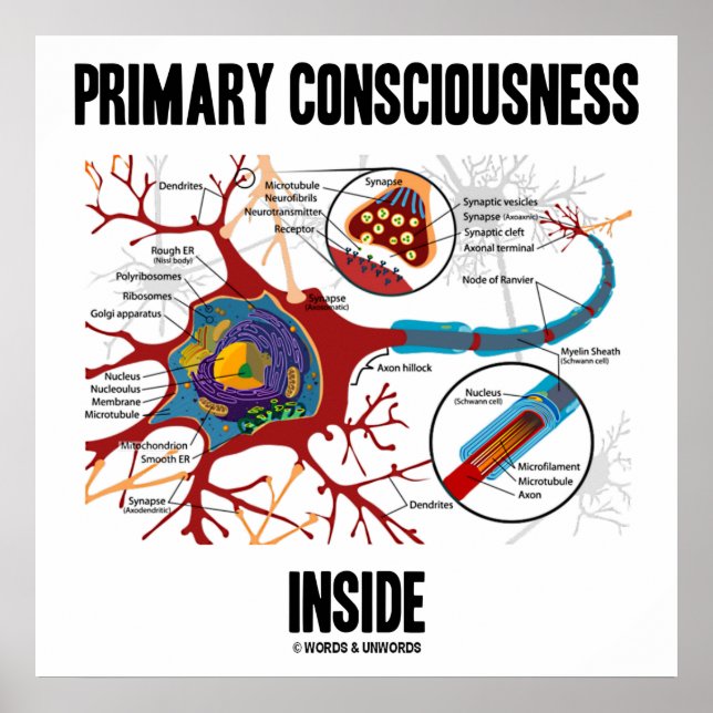 Primary Consciousness Inside (Neuron / Synapse) Poster (Front)