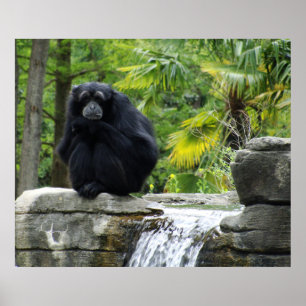 Primate and Waterfall Poster