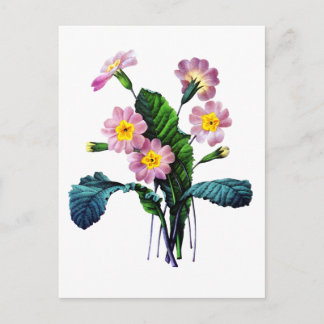 Primevere or Primroses by Pierre Joseph Redoute Postcard