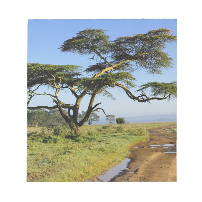 Primitive dirt road and acacia tree, Lake Nakuru Notepad (Front)