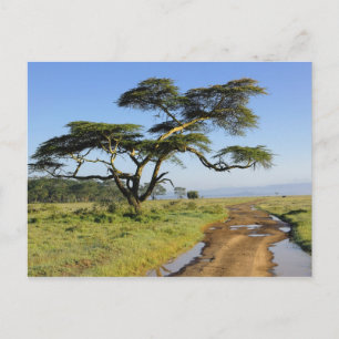 Primitive dirt road and acacia tree, Lake Nakuru Postcard