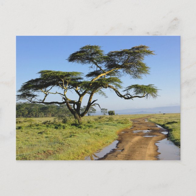 Primitive dirt road and acacia tree, Lake Nakuru Postcard (Front)