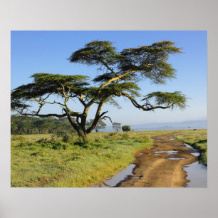 Primitive dirt road and acacia tree, Lake Nakuru Poster
