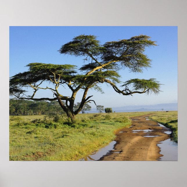 Primitive dirt road and acacia tree, Lake Nakuru Poster (Front)