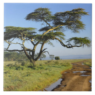 Primitive dirt road and acacia tree, Lake Nakuru Tile