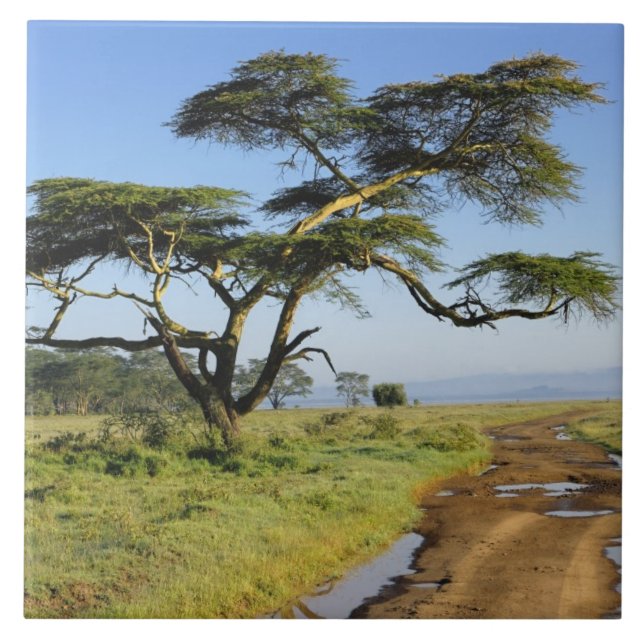 Primitive dirt road and acacia tree, Lake Nakuru Tile (Front)