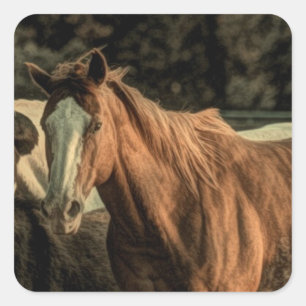 Primitive rustic western country wild horse square sticker