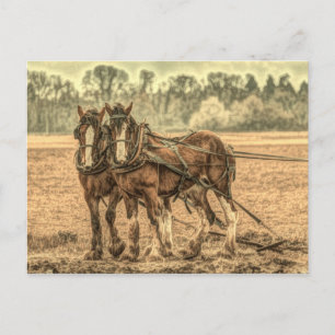 Primitive Western country farm animal draught hors Postcard