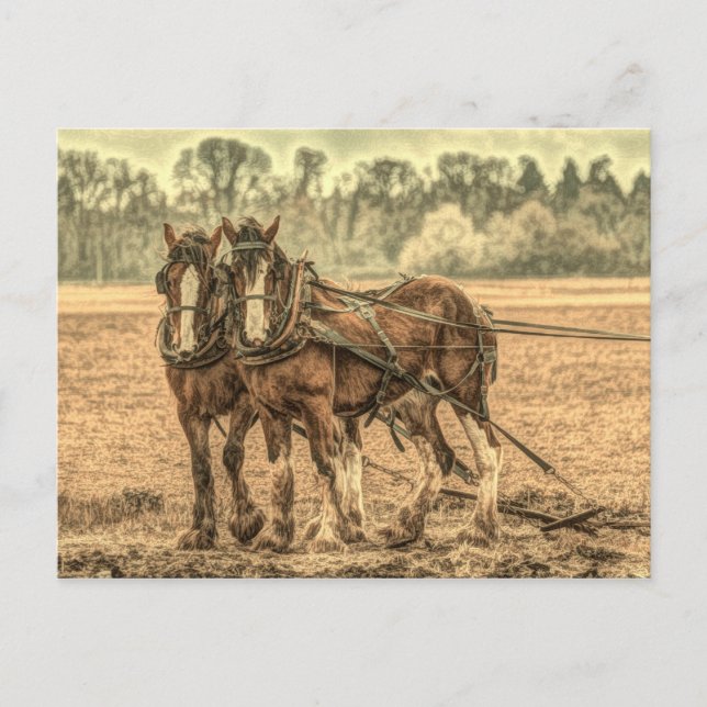 Primitive Western country farm animal draught hors Postcard (Front)