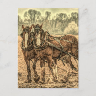 Primitive Western country farm animal draught hors Postcard
