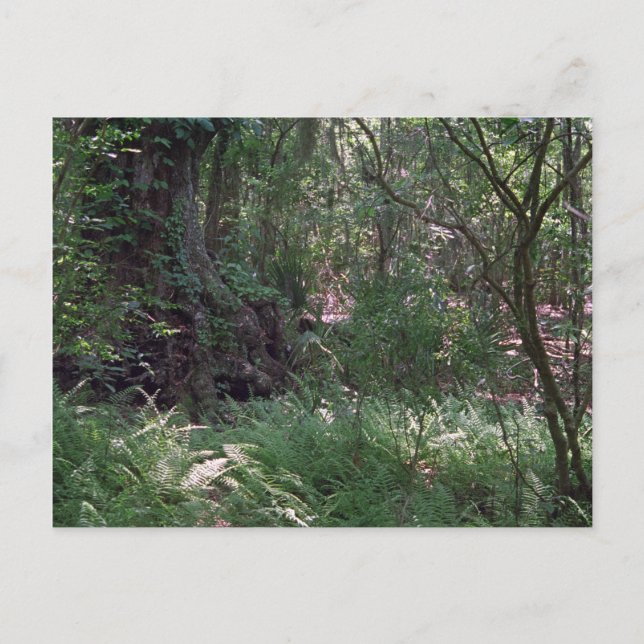 Primordial Forest Custom Louisiana Photo Postcards (Front)