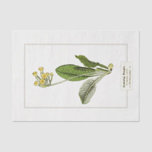 Primrose Botanical Illustration 1885 Tissue Paper