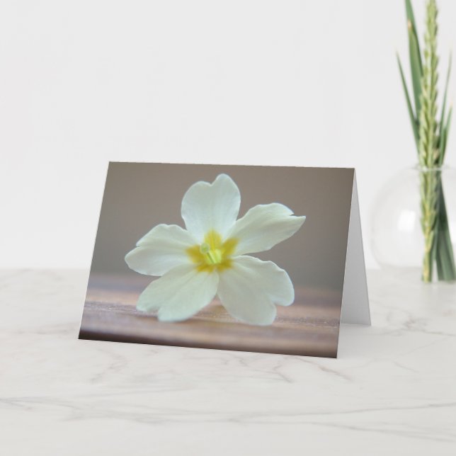 Primrose Card (Front)