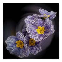 Primrose  flowers