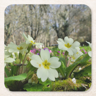 Primrose Paper Coasters
