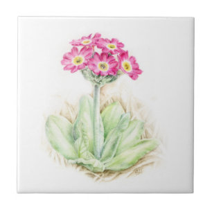 Primrose pink fine art painted tile